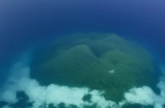 Rạn san hô to khổng lồ dưới đại dương